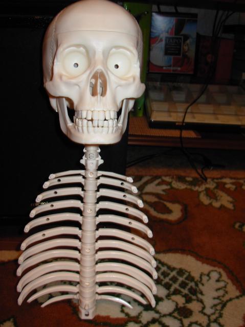 "Собери и познай человеческое тело" (сборка скелета)