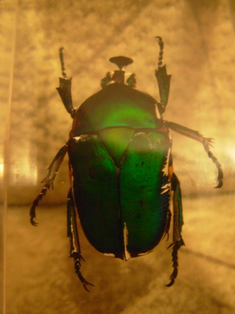 Насекомые №5 Изумрудный Жук (Trigonophorus sp.) Фото