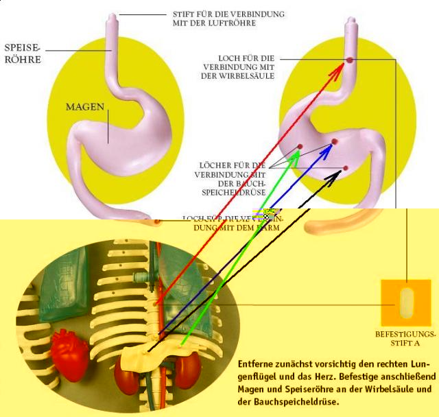 "Собери и познай человеческое тело" (сборка скелета)