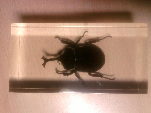 Насекомые в Акриле НЕ из Журнала