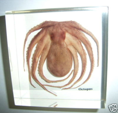 Насекомые и их знакомые 2010 График Выхода и обсуждение