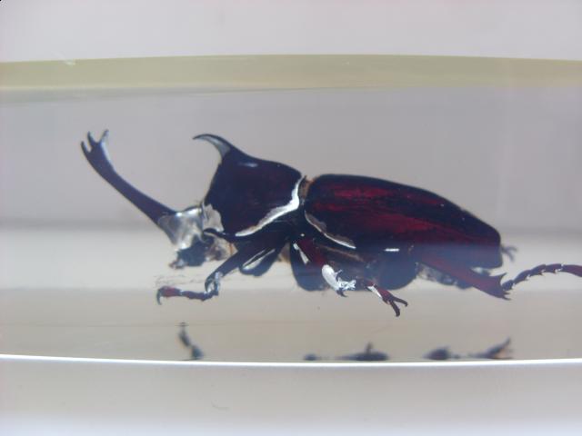 Насекомые в Акриле НЕ из Журнала