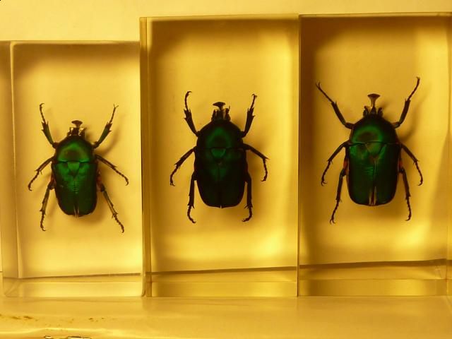 Насекомые №5 Изумрудный Жук (Trigonophorus sp.) Фото