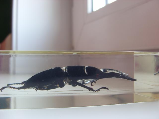 Насекомые в Акриле НЕ из Журнала