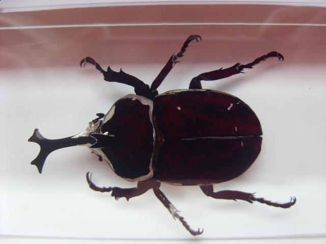 Насекомые в Акриле НЕ из Журнала