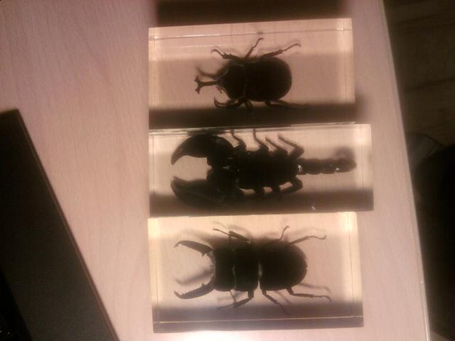 Насекомые в Акриле НЕ из Журнала