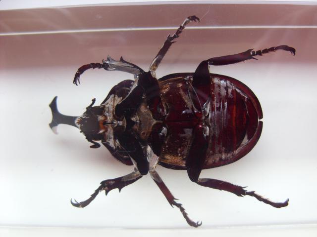 Насекомые в Акриле НЕ из Журнала