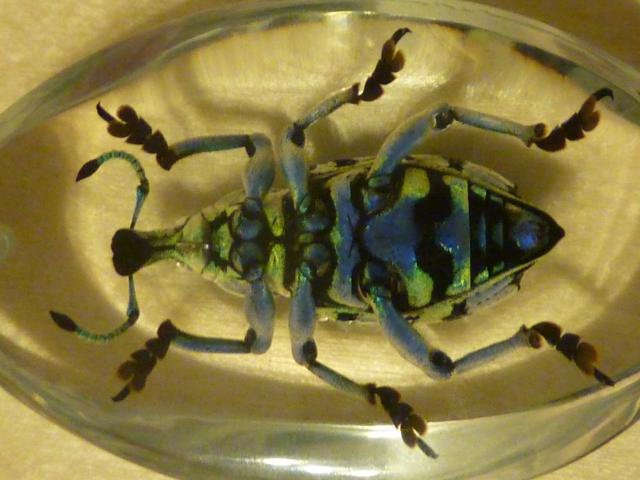 Насекомые в Акриле НЕ из Журнала