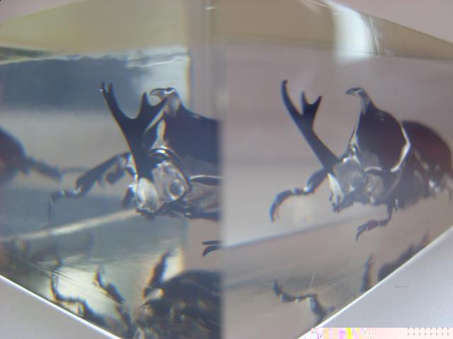 Насекомые в Акриле НЕ из Журнала