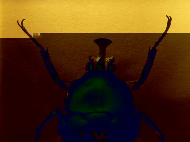 Насекомые №5 Изумрудный Жук (Trigonophorus sp.) Фото
