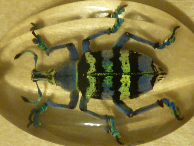 Насекомые в Акриле НЕ из Журнала