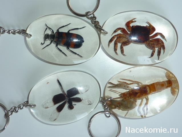 Насекомые в Акриле НЕ из Журнала