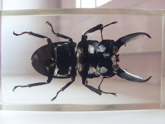 Насекомые в Акриле НЕ из Журнала