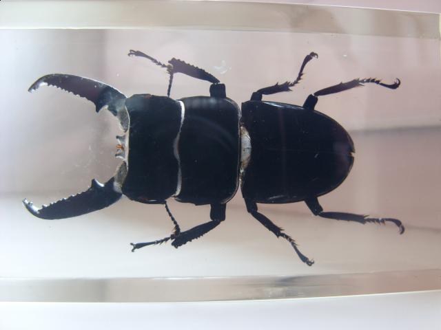 Насекомые в Акриле НЕ из Журнала