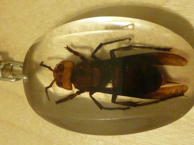 Насекомые в Акриле НЕ из Журнала