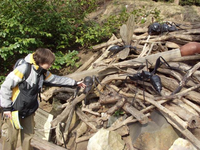 Фото насекомых (не из журнала)