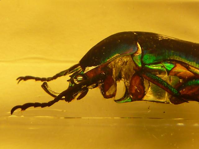 Насекомые №5 Изумрудный Жук (Trigonophorus sp.) Фото