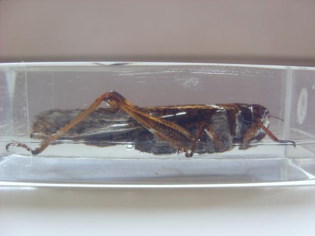 Насекомые №6 Перелетная саранча (Locusta migratoria) фото, обсуждение