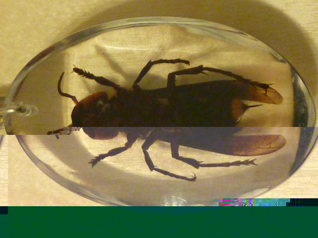 Насекомые в Акриле НЕ из Журнала