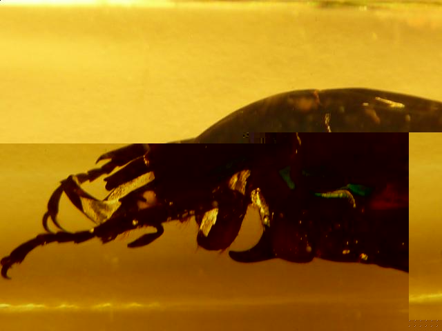 Насекомые №5 Изумрудный Жук (Trigonophorus sp.) Фото