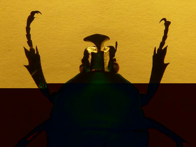 Насекомые №5 Изумрудный Жук (Trigonophorus sp.) Фото