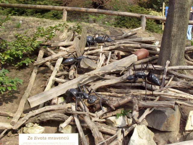 Фото насекомых (не из журнала)