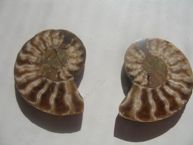 Коллекция минералов petrovitch