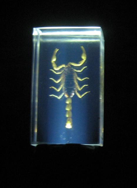 Насекомые №1 Маньчжурский Золотой Скорпион (Mesobuthus martensi) Фото