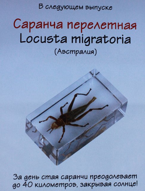 Насекомые №6 Перелетная саранча (Locusta migratoria) фото, обсуждение