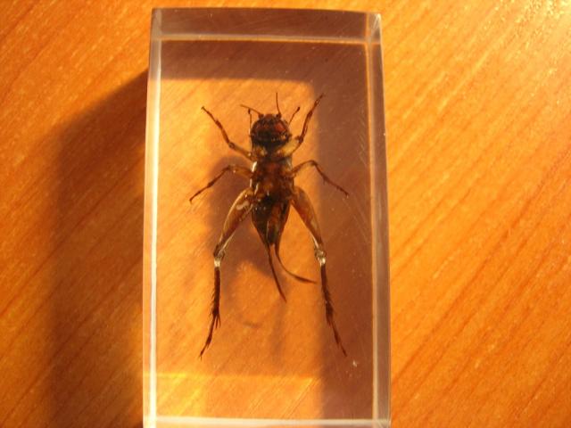 Насекомые №2 Азиатский Сверчок (Gryllidae) Фото
