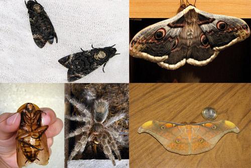 Интервью с коллекционером бабочек и жуков