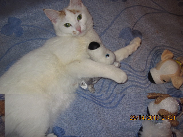 The Dog Collection 2010 - График Выхода и обсуждение