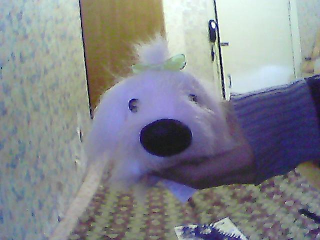 The Dog Collection №26 Мальтийская Болонка