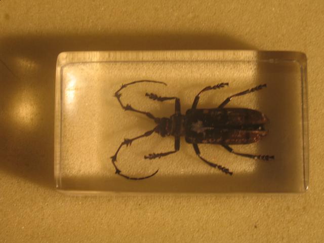 Насекомые в Акриле НЕ из Журнала