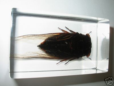 Насекомые и их знакомые 2010 График Выхода и обсуждение