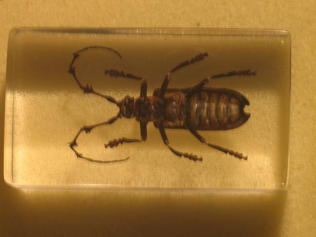 Насекомые в Акриле НЕ из Журнала