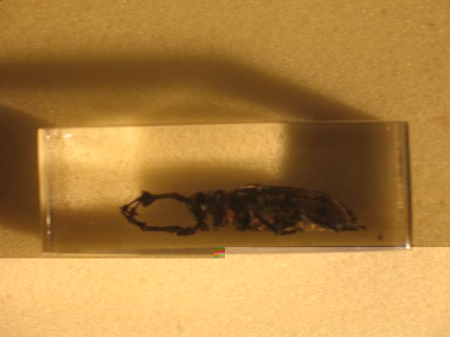 Насекомые в Акриле НЕ из Журнала