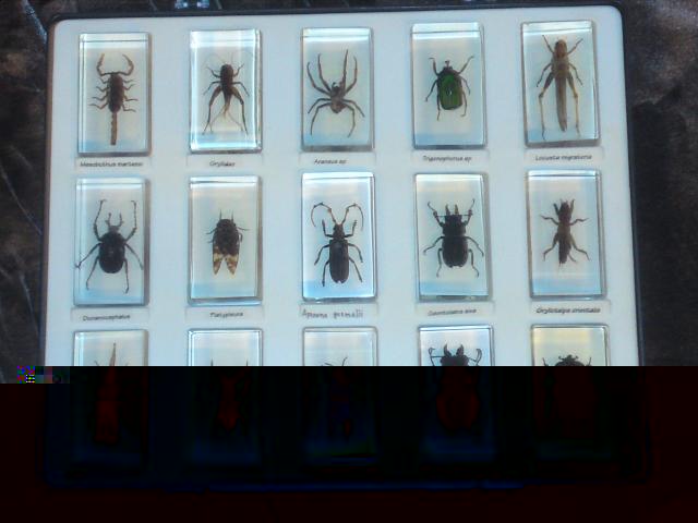 Насекомые и их знакомые 2010 График Выхода и обсуждение