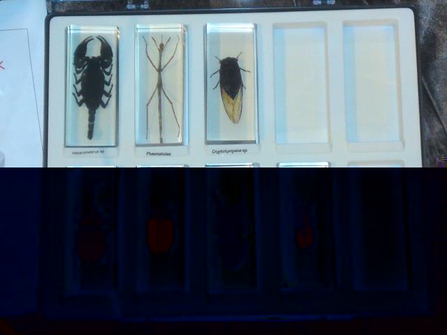 Насекомые и их знакомые 2010 График Выхода и обсуждение