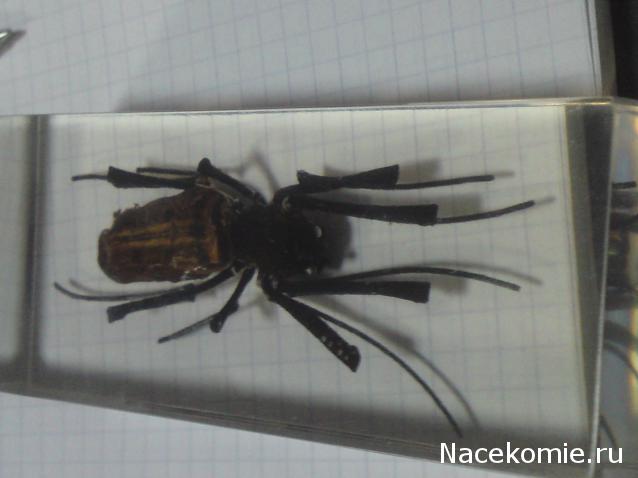 Насекомые №27 Золотой Кругопряд (Nephila sp.) фото, обсуждение