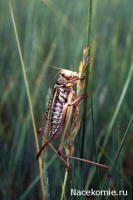 Вопросы по серии Насекомые и их знакомые