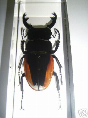 Насекомые и их знакомые 2010 График Выхода и обсуждение