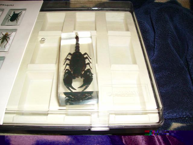 Насекомые №3 Скорпион Гетерометрус (Heterometrus sp.) Фото