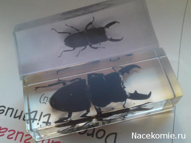 Насекомые и их знакомые 2010 График Выхода и обсуждение