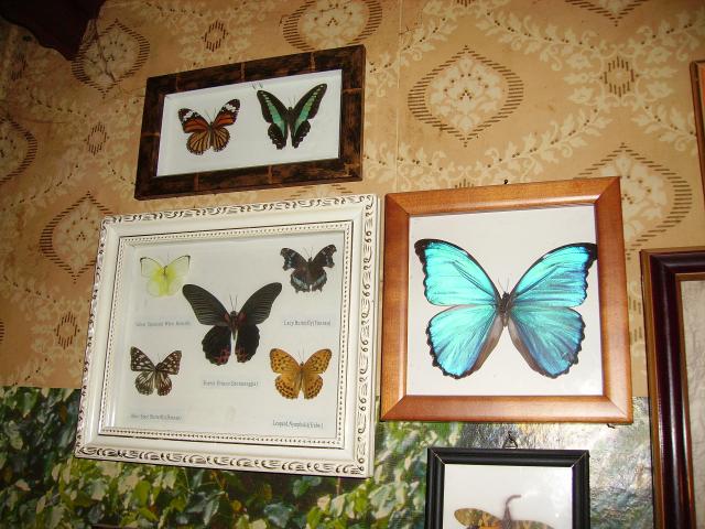 Фото насекомых (не из журнала)