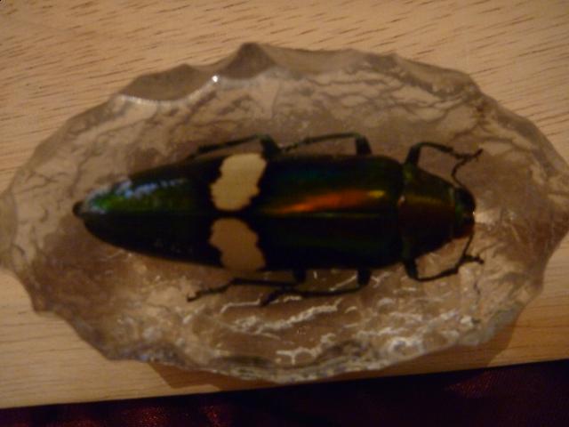 Насекомые в Акриле НЕ из Журнала