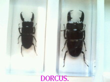 Насекомые №33 Доркус-Титан (Dorcus titanus) фото, обсуждение