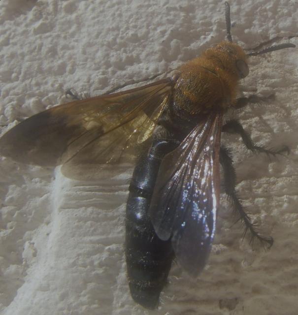 Фото насекомых (не из журнала)