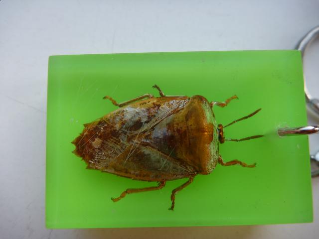 Насекомые в Акриле НЕ из Журнала