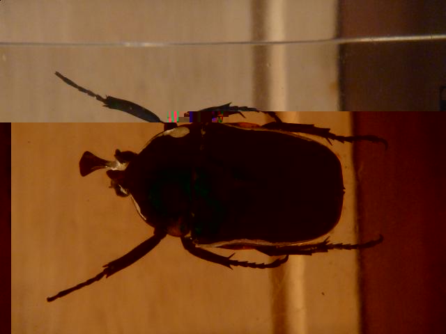 Насекомые в Акриле НЕ из Журнала